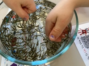 This group of Speckled Trout recently hatched and were transferred to a large aquarium. Students at Magnetawan Central Public School oversaw the move before schools were shut down due to COVID-19.
Erin Torrance Photo