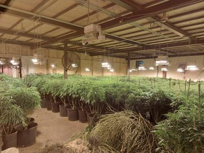 Ontario Provincial Police in Almaguin Highlands seized more than $5 million worth of cannabis from a grow operation in Kearney Township, Monday. Supplied Photo