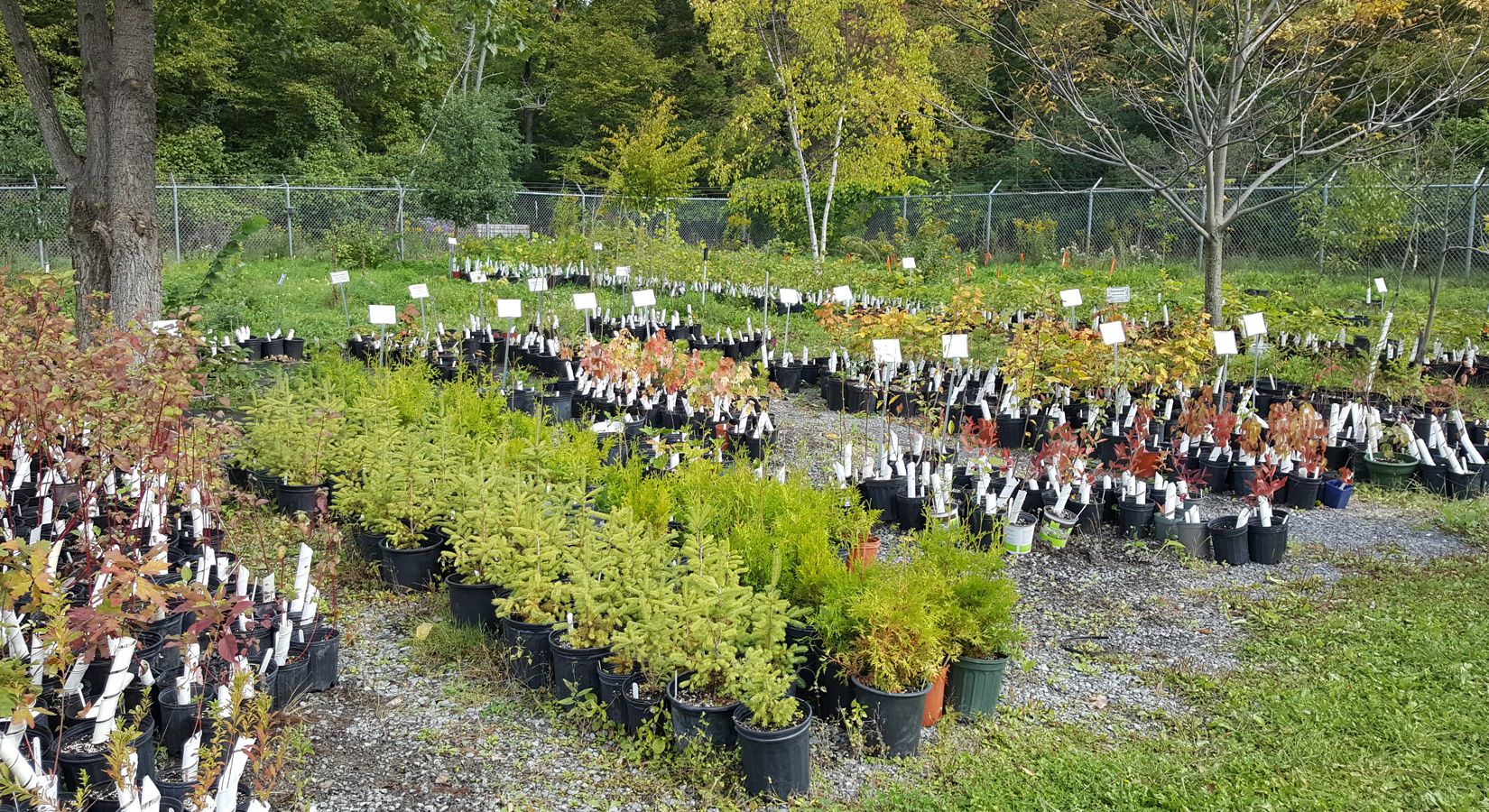 Annual Lemoine Point native plant sale starts online The Kingston