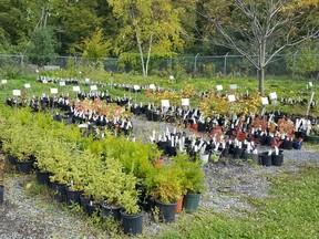 Lemoine Point Native Plant Nursery tree and shrub sale goes online on June 9, with curbside pickup starting June 16. Supplied photo