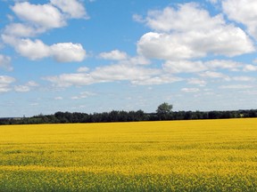 Crops are coming in across the province. (supplied photo)