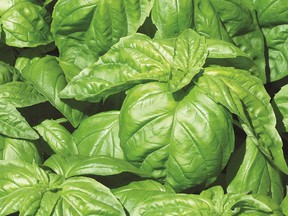 Beautiful and aromatic Lettuce Leaf Basil keeps flies, mosquitoes and other biting insects away and has other uses.(West Coast Seeds
)
