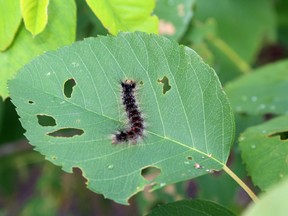 Voracious gypsy moth caterpillars are eating their way onto municipal council agendas by defoliating trees. Hastings County politicians are pushing Ontario to do more to address the situation.