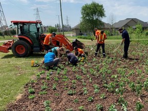 Staff from St. Marys and the Upper Thames River Conservation Authority plant a variety of wildflowers (including black-eyed Susan, purple coneflower, butterfly milk weed, and more) in the town’s first pollinator garden. (Contributed photo)