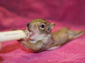 Hobbitstee Wildlife Refuge in Jarvis has seen an increase in orphaned animals being taken to the facility for treatment this spring. CONTRIBUTED PHOTO