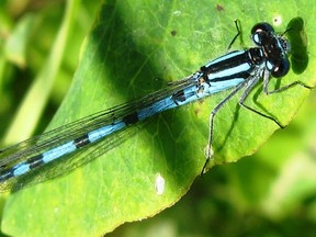 A damselfly. (supplied photo)