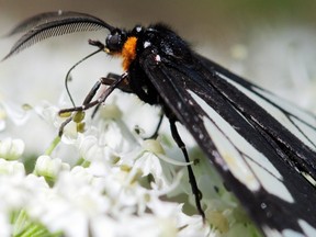 A police car moth hanging out on cow parsely near Athabasca. --- Begin Additional Info --- A police car moth hanging out on cow parsnip near Athabasca.