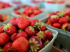 Norfolk strawberry farmers are reporting a bumper crop this year. FILE PHOTO