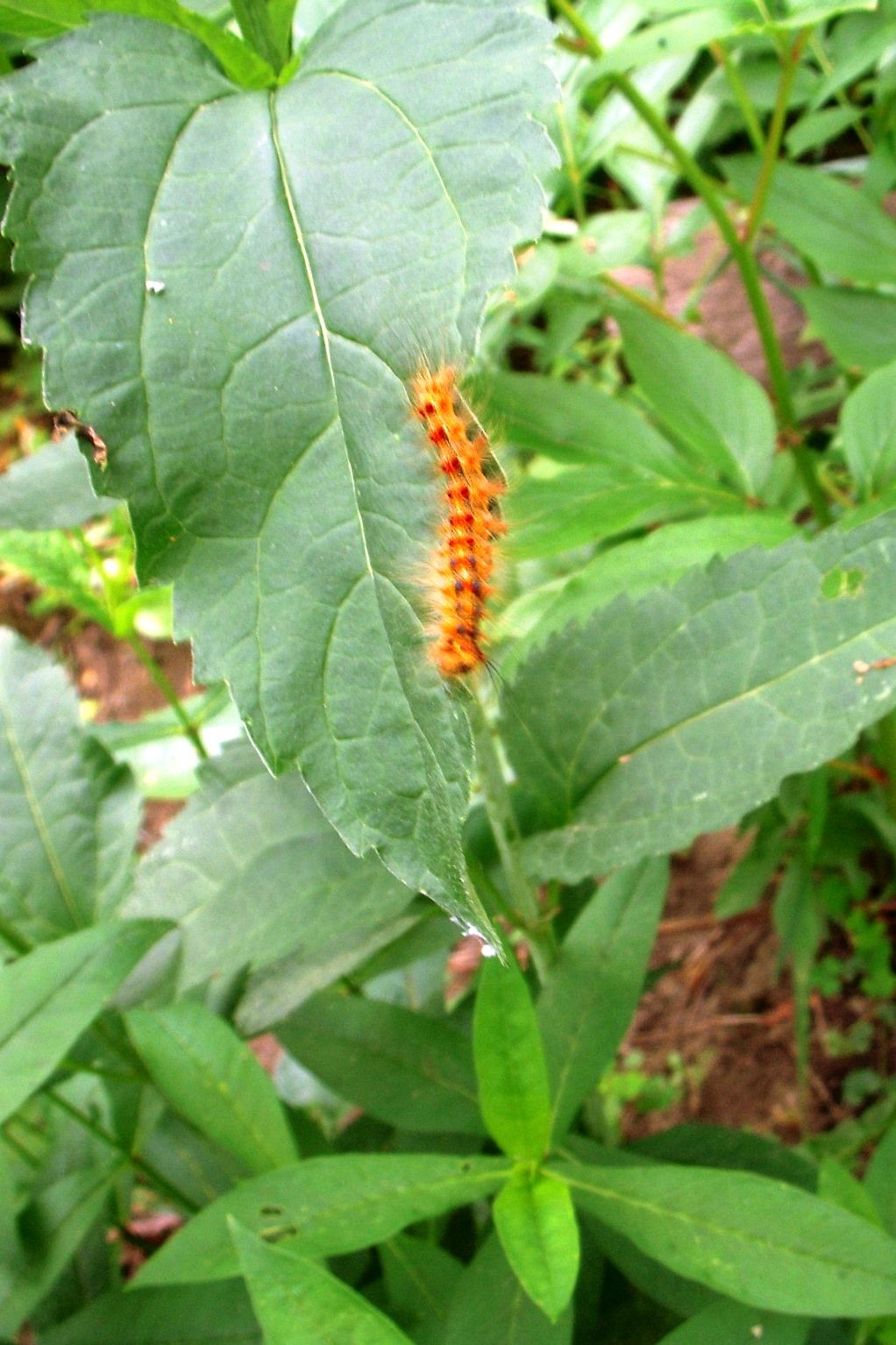 leeds-grenville-battening-down-under-storm-of-gypsy-moth-caterpillars