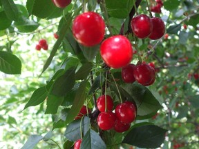 This cluster of semi-sweet multi-purpose red ripe Evans cherries is a prairie grown variety ideal for fresh eating, making pies, jam, jelly, juice and wine. (Ted Meseyton)