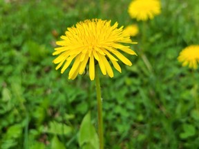 Nadine Robinson admits to ‘never’ being a lawn person, and loving dandelions in bloom. Nadine Robinson