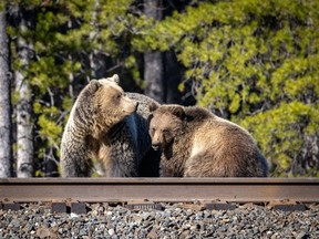 A photo of a mother grizzly bear142 with her cub 171 on the rail tracks. Photo credit Lee Horbachewski.