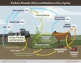 The beef cattle carbon cycle. (supplied photo)