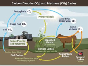 The beef cattle carbon cycle. (supplied photo)