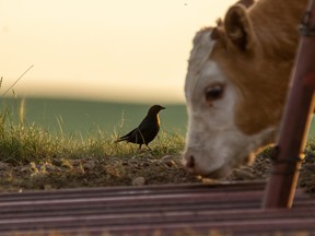 Cowbird and calf on the prairie near Crawling Valley west of Gem. FILE PHOTO MIKE DREW