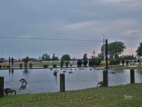 The Saugeen Valley Conservation Authority downgraded its weekend Flood Watch to a Water Safety Statement June 28, but cautioned more rain is in the forecast so caution should be taken near rivers and streams. The deluge was welcomed by Canada Geese at North Shore Park on the Port Elgin waterfront June 27. [Peter Little]