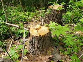 The Ministry of Northern Development, Mines, Natural Resources and Forestry is investigating after 13 white pine trees were illegally harvested from Crown land in the former Fraser Township near Pembroke sometime in the month of April or in early May.
