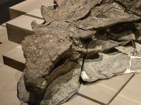 The armored dinosaur Borealopelta found by a worker near Fort McMurray while digging for oil. Did the province’s oil and gas come from creatures like this?