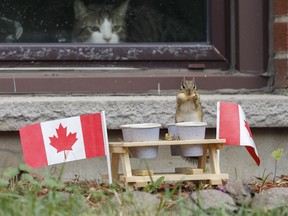 In this file photo taken on July 1, 2020, a chipmunk has a Canada Day snack at a frontyard feeder in Kingston, Ont., as house cat watches from a window.