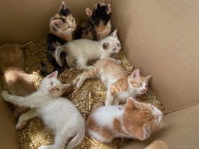 People looking for companions during the isolating pandemic, are eagerly seeking barn kittens
