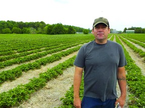 Jon Rochon looks to be standing in a fine-looking strawberry field; closer inspection reveals serious damage