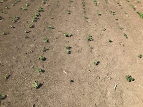 Figure 1. Thin soybean stands due to dry soil conditions.