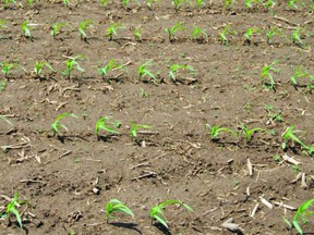 Figure 1: Gaps in corn stands should serve as red flags to dig and investigate.