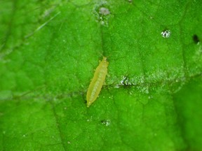 Figure 1: Thrips are tiny and cigar-shaped. Adults have fringed wings while the larva (shown) are wingless