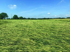 Figure 1. Severely lodged wheat that remains flat after recent rainfall and wind events