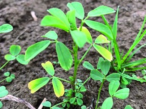 Figure 1. PLH feeding causes yellowing of leaf tips, called “hopperburn”, shown here in a new seeding of alfalfa. (Photo credit: J. Lindeboom)