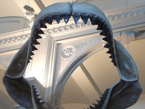 Model jaws of the prehistoric shark Megalodon. This popularity of this giant predator has led to plenty of myths and misconceptions that surround it.