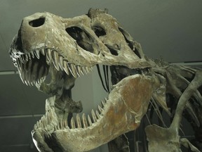 A Tyrannosaurus rex skeleton at the Royal Ontario Museum in Toronto.