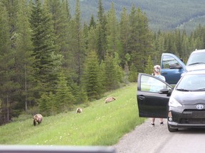 People get out of their vehicles to take photos of three grizzly bears within 50 metres as the bears grazed on the vegetation along the side of Highway 40 in Kananaskis last summer on June 19, 2020. Photo Marie Conboy/ Postmedia.