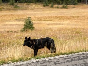 (Pictured) One of Bow Valley wolf pack wolves that was collared by Parks Canada after it had showed signs of increased habituation on June 5. Photo Parks Canada.