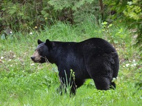 A black bear that made its way into Owen Sound in May 2015.
