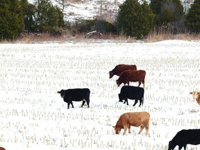 beef cattle temperament