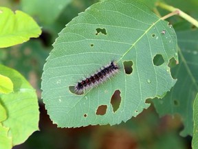 A new Hastings County online application asks citizens to enter data about the activity of gypsy moths and their caterpillars on their properties. Data will be used in future county advocacy for solutions to infestations.