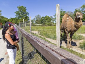 Amanda Deneau of Woodstock, Ontario and her five-year-old daughter Skyla visit a dromedary camel named Leroy on Tuesday June 15, 2021 at the Twin Valley Zoo just east of Brantford, Ontario.