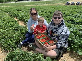 Lisa Dalton and her children, Kai Mohammed, 4, and Preston Sauciukas, 13, pick strawberries at Brantwood Farms.
