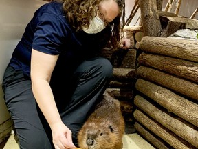 Jennipher Carter, the Aquatarium's director of exhibits, feeds Justin Beaver, one of the facility's most prominent animal guests, on Thursday afternoon. (RONALD ZAJAC/The Recorder and Times)