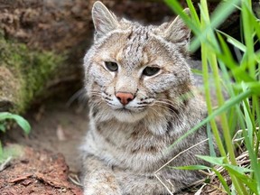 Grenville County OPP are investigating after a bobcat was reported missing by Saunders Country Critters south of Kemptville.
Photo distributed by OPP