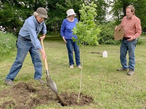 Brian Porter, left, plants a hackberry tree while his wife, Renee, looks on and Don Ross adds a coconut mat at the Thousand Islands Watershed Land Trust arboretum site near Athens in June, 2021. (FILE PHOTO)