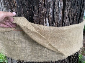 A home-made burlap gypsy moth trap. John DeGroot photo