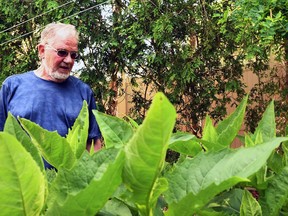 Steve Rankin is shown beyond a cup plant in his backyard in Chatham June 9, 2021. Rankin, a past president of the organization Tallgrass Ontario, says a new bylaw in Chatham-Kent allowing natural areas on residential properties could be good news for butterflies and bees.