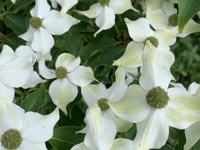 A Chinese flowering dogwood. John DeGroot photo