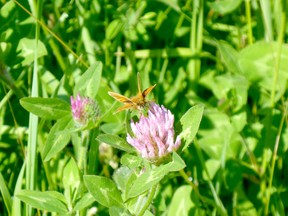 Chatham-Kent council has agreed to allow residents and homeowners to have natural areas with prairie grasses and other native species. Part of the reason is to encourage pollinators and reduce pesticide and fertilizer use. Handout