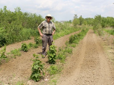 Gary Eagleson is seen among some black currant bushes he's planted on his farm near Florence. Ellwood Shreve/Chatham Daily News/Postmedia Network