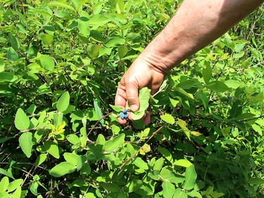 Gary Eagleson displays some haskap berries growing on his farm near Florence. Ellwood Shreve/Chatham Daily News/Postmedia Network