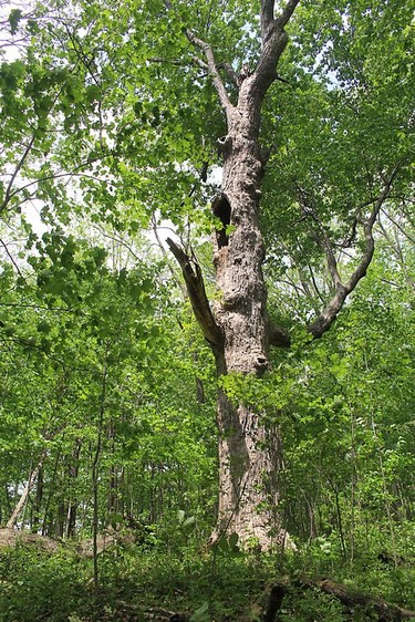 Gary Eagleson estimates this mighty sugar maple is among the oldest trees in the woodlot at Mulberry Meadows farm. Ellwood Shreve/Chatham Daily News/Postmedia Network