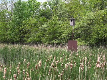 This wood duck box stands stall in the wetland area of Mulberry Meadows farm near Florence. Ellwood Shreve/Chatham Daily News/Postmedia Network
